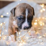 TIMON Because of Crazy Time 