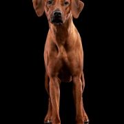 Amina of Rudo uye Simba