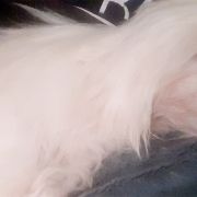 I`M KOMKA Vichy Rose (FCI)