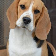 FANTASTIC LADY DARLING JOY