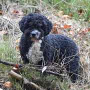 HEIKE Bona Espero (FCI)