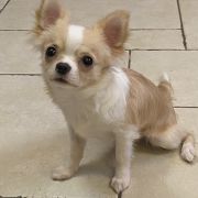 DRACO Z Ogrodu FaunyFCI