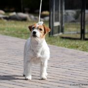 CHPL Z Ledulandu BARBIE-BARA