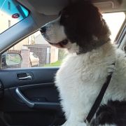 Wolta Stajnia Dzieci Wiatru