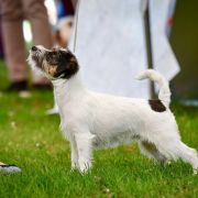 Żubrówka Gwiazda Podhala 