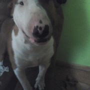 DENIS Element of Life