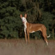 KALAHIRI RJABINA DE BERGERAC 