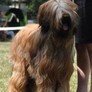 QUANTICA El`Bridorado