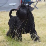 SWEET CHOCOLATE With Me FCI