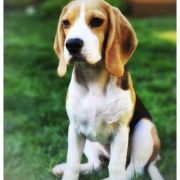 YesYlette Łapitropy FCI