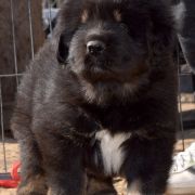 DRAGE DRAKE Airawata