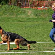 Greys vom Yambwelle Hof