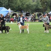 DESSI Rancho Amerdog