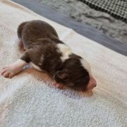 Bambik Bubusiowo FCI