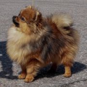 SWEET SCARLETT Baltipom