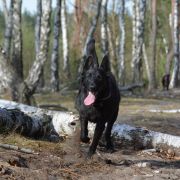 Black Lady Vom Schweizer Rudel 