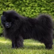 IMBIR Mag Force (FCI)