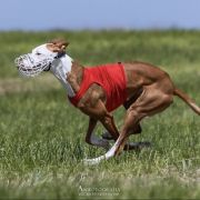 KALAHIRI RJABINA DE BERGERAC 