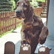 ETERNIA KING GREYSKULL Ginger State of Mind