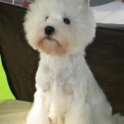 CEE-CEE ROLL Czar Krakowa