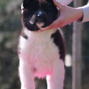 Miot Finigan JIY-PIR 