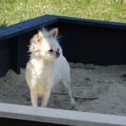 Viki Polar Star Samedino 2