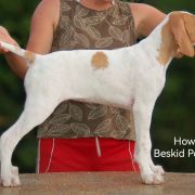 Howerla Beskid Point (FCI) 