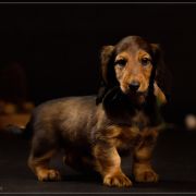 UOMO BELLO Hokus Pokus z Perłowej