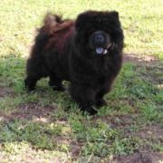 DIVA BLACK PEARL MONASIM DE ROMANIA