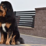 MISTER EKO Diabelski Uśmiech