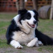 Tonia z Arabskiej Stajni