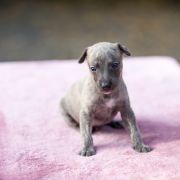 KAJKO-BION Paka Czworaka