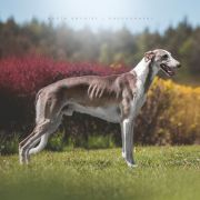 OSTROMIR IMPULS I SPLENDOR Arcturus