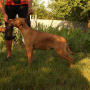 HISTORY OF LOVE VIA FORTUNA