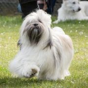 VChPL, VWCL, ChPL, JChPL ENIGMA Mały Budda