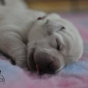 Czarne i żółte szczenięta 