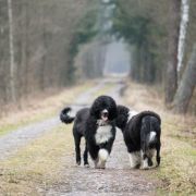 Aussie Welkope CZAS NA ZMIANY