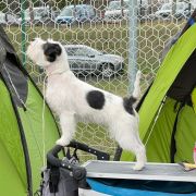 Mała Panda Francuska Zgraja