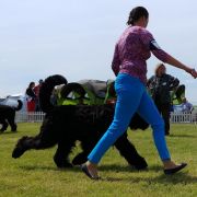 Czad Magiczna Czerń FCI