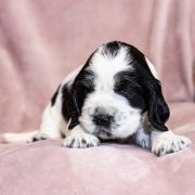 ALYSANNE House of The Shaggy Dogs FCI 