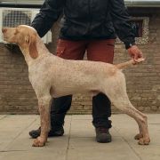 Thor de la Vallée d'Ustou