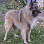 Ironclad du Bois du Tot