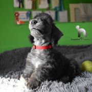 PICARO Diamond Lamb