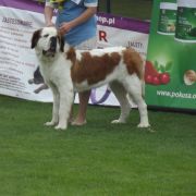 Knaga Dar Świętego Bernarda (FCI)