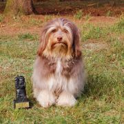 Fidorka Temperance Star st Martin