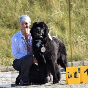 Melisa Beautiful Great Dane FCI