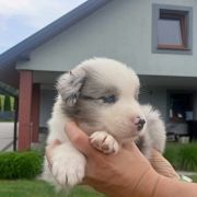 Desperados Jodłowy Border