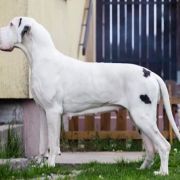 RICOTTA with Red Ribbon