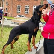 Hexa Sfora Alicji FCI