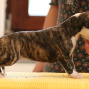 HOUNDSFOREVER Atena